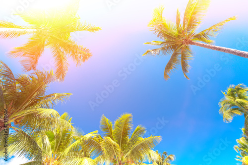 Fototapeta Naklejka Na Ścianę i Meble -  Palm trees at blue sunny sky background. Free space for your text. Vacation background.