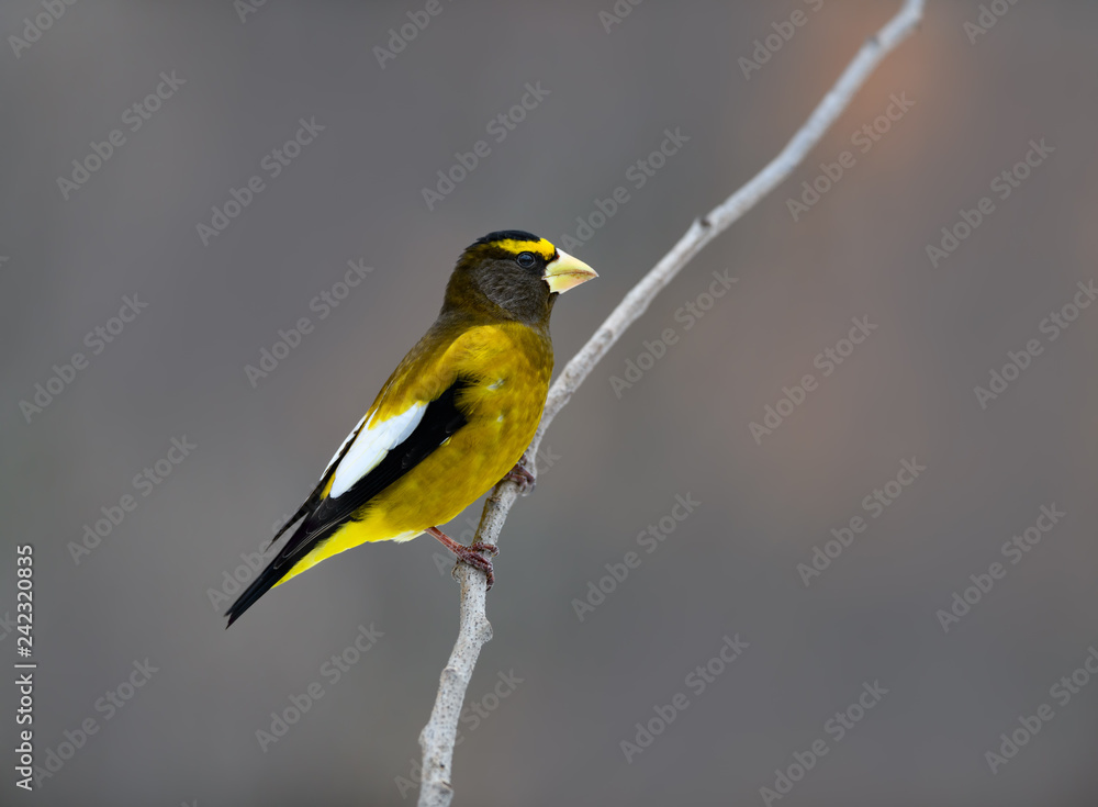 Fototapeta premium Male Evening Grosbeak in Winter, Portrait