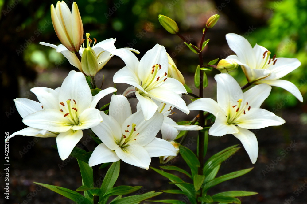 White flowers White flowers