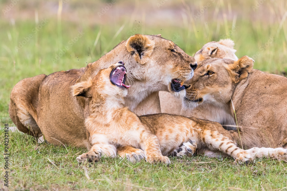 Fototapeta premium Lion Cub yawning with her mother