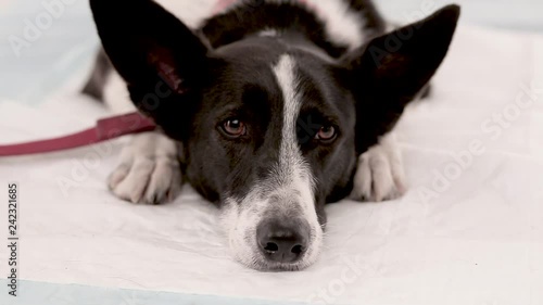 Wallpaper Mural Veterinarian making injection to dog Torontodigital.ca
