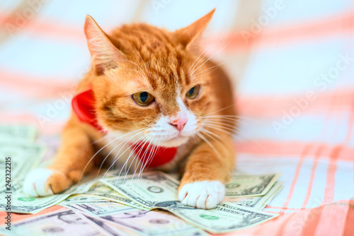 Homemade red cat lying on a pile of banknotes of American dollars. © shymar27