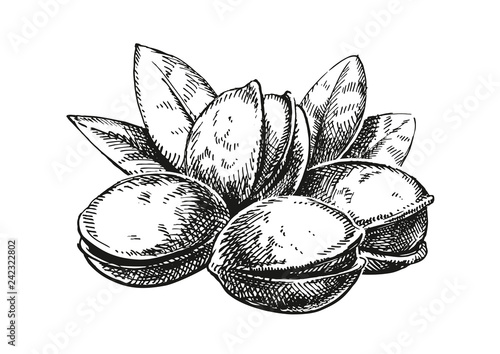 Pistachios sketch illustration. Version
