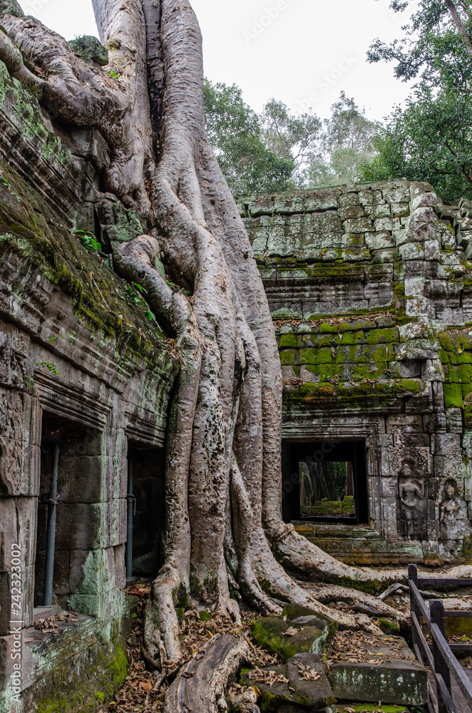 Ta Prohm Jungle Temple, Angkor