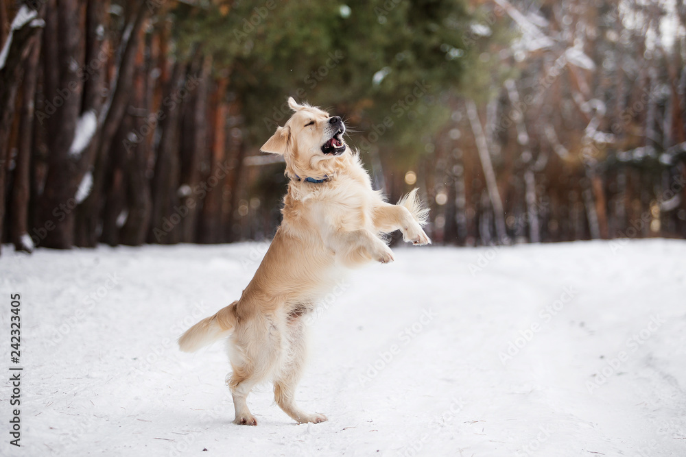 Beautiful dog breed Golden Retriever in the winter forest Beautiful dog breed Golden Retriever in the winter forest