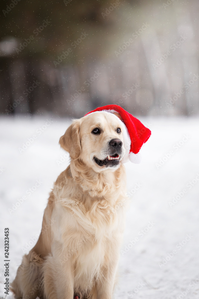 Beautiful dog breed Golden Retriever in the winter forest