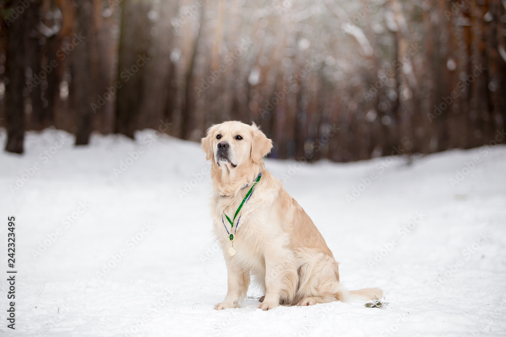 Beautiful dog breed Golden Retriever in the winter forest Beautiful dog breed Golden Retriever in the winter forest