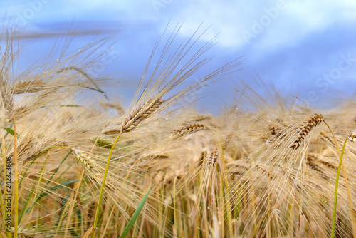 ears of grain in a field under cloudy sky