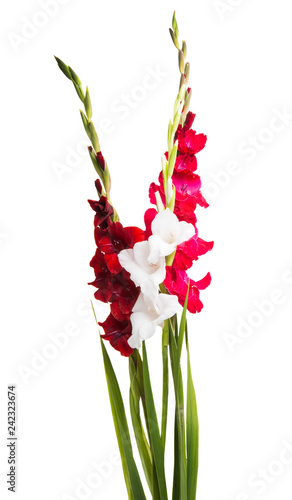 Fototapeta Naklejka Na Ścianę i Meble -  gladiolus flower