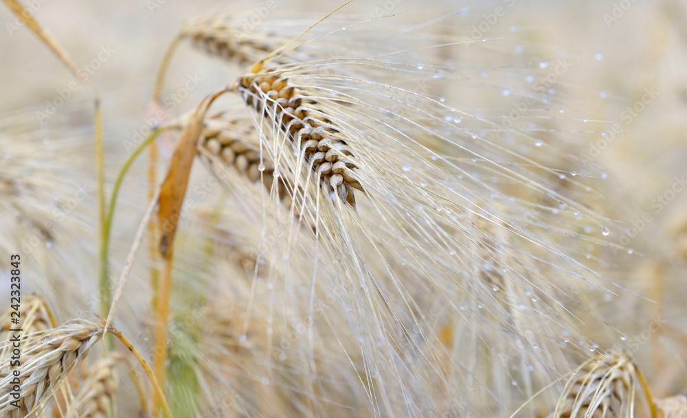 Obraz premium close on ear of cereal in a field covered with drops in summer 