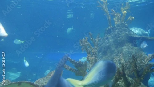 Wallpaper Mural Tropical fish swimming in a reef. Torontodigital.ca