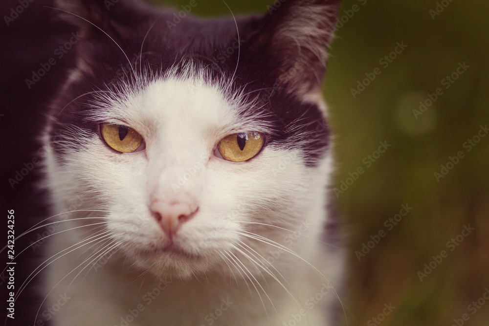Cat Cat
