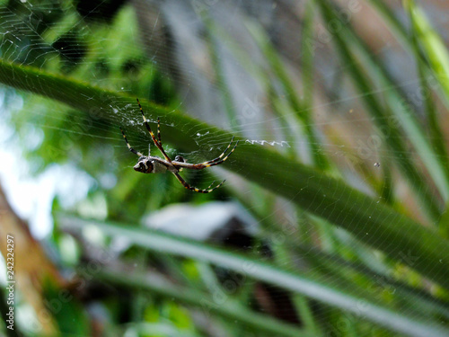 Araña tigre (argiope argentata)