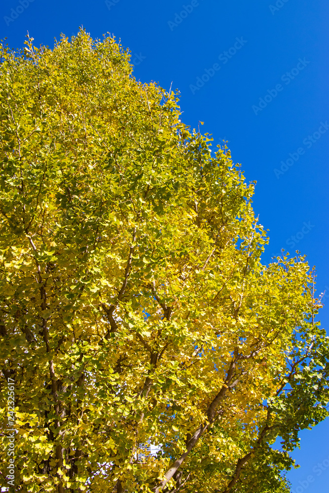 Autumn leaves in Tama Central Park / Tama City, Tokyo, Japan Autumn leaves in Tama Central Park / Tama City, Tokyo, Japan