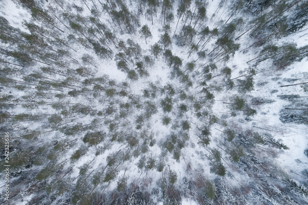 Beautiful drone photo of frozen Pine Forest. View from above. Beautiful drone photo of frozen Pine Forest. View from above.