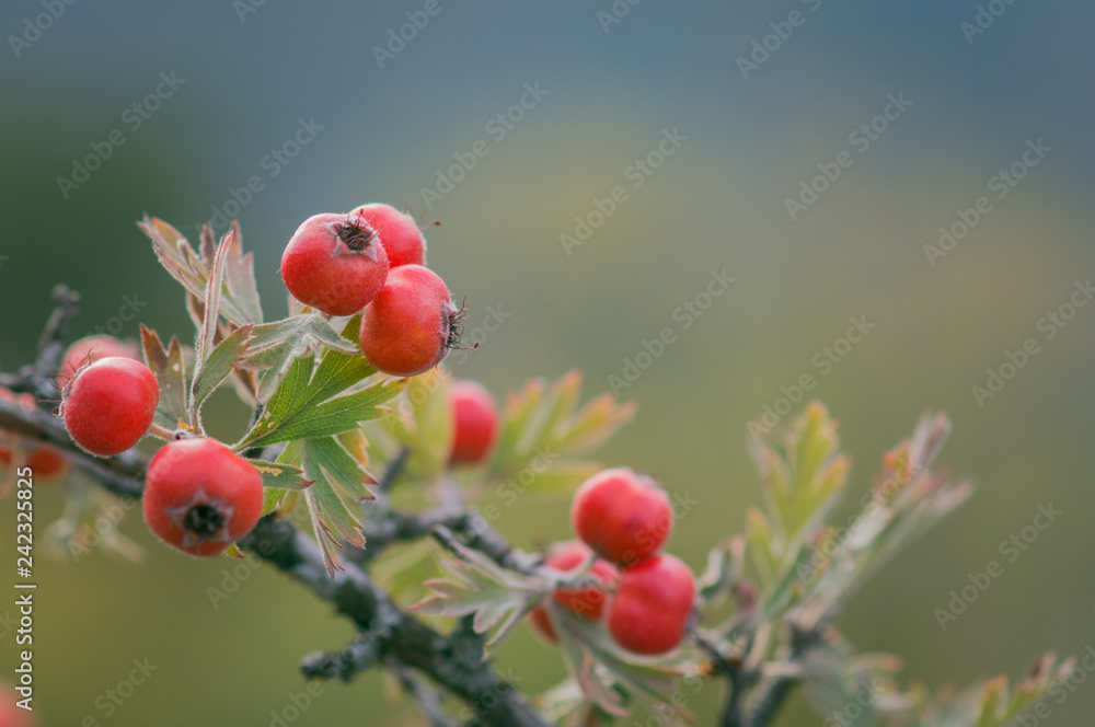 Branches of hawthorn bushes, red hawthorn berries.