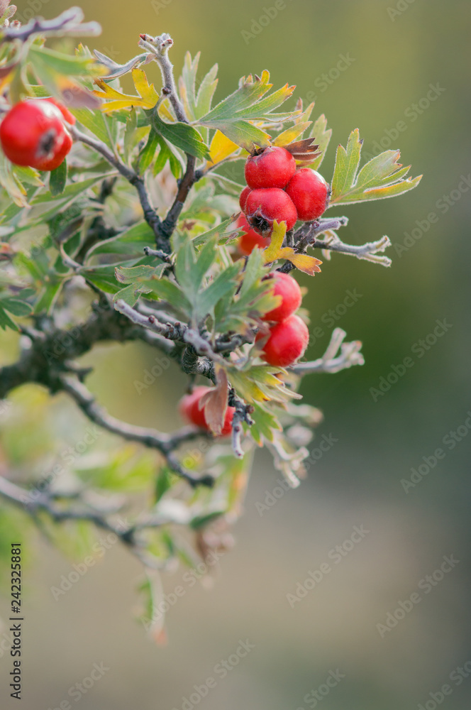 Branches of hawthorn bushes, red hawthorn berries.