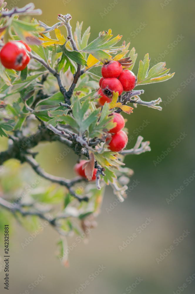 Branches of hawthorn bushes, red hawthorn berries. Branches of hawthorn bushes, red hawthorn berries.
