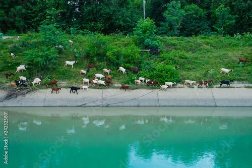 Herd of Goats walk to find eating around the .Irrigation canal