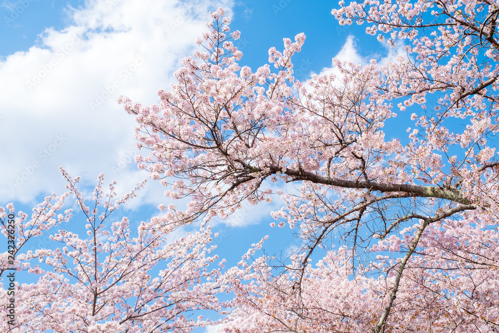Sakura cherry blossoms tree branches against blue sky and clouds background, sun shine in morning sunny day to sakura tree. Beautiful pink flowers in spring season in Japan.