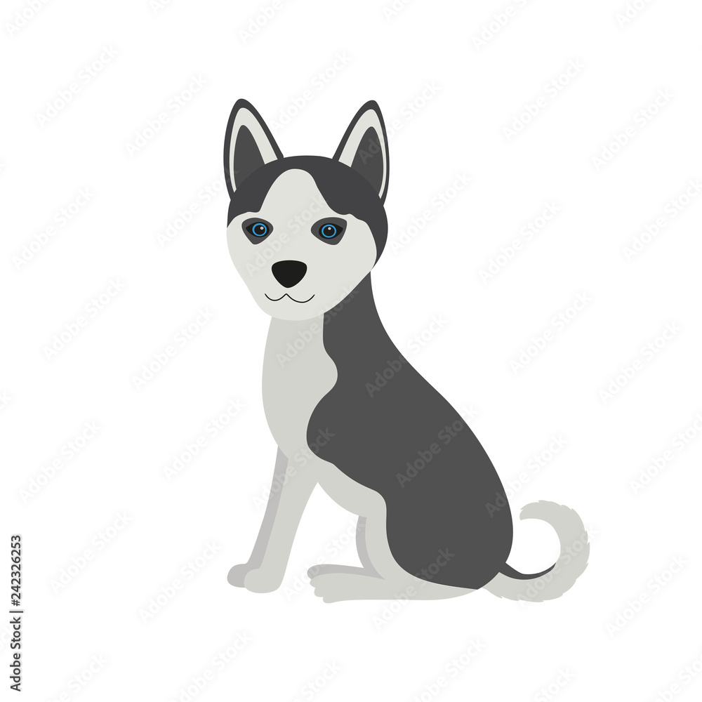 Cute Siberian Husky Purebred sit front view dog, vector illustration. Cute Siberian Husky Purebred sit front view dog, vector illustration.