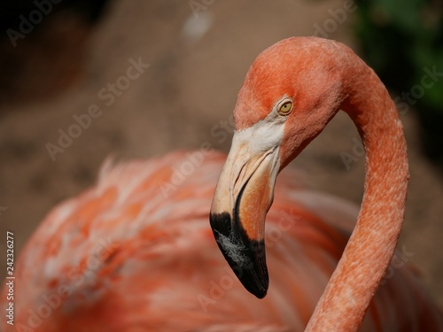 Close up shot of an American flamingo’s head, side view