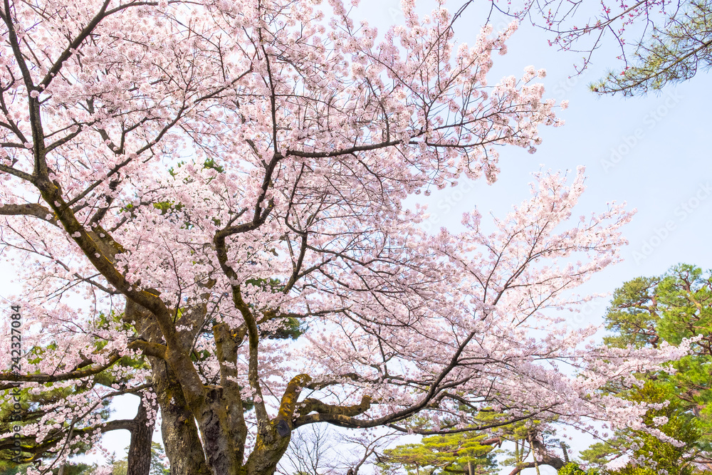 Sakura cherry blossoms tree in garden against sunny sky background ,sakura turn soft pink full bloom in sunshine day in spring season in outdoor park ,Japan. Sakura cherry blossoms tree in garden against sunny sky background ,sakura turn soft pink full bloom in sunshine day in spring season in outdoor park ,Japan.