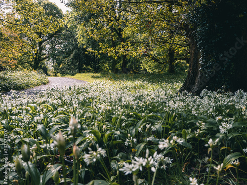Fototapeta Naklejka Na Ścianę i Meble -  Blarney Gardens