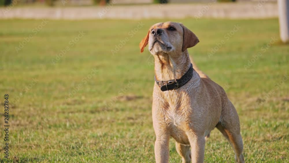 Dog barking and wag the tail. Cute dog on a green grass. Dog barking and wag the tail. Cute dog on a green grass.