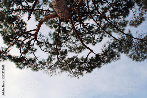 Cielo azzurro con silhouette di rami di pino
