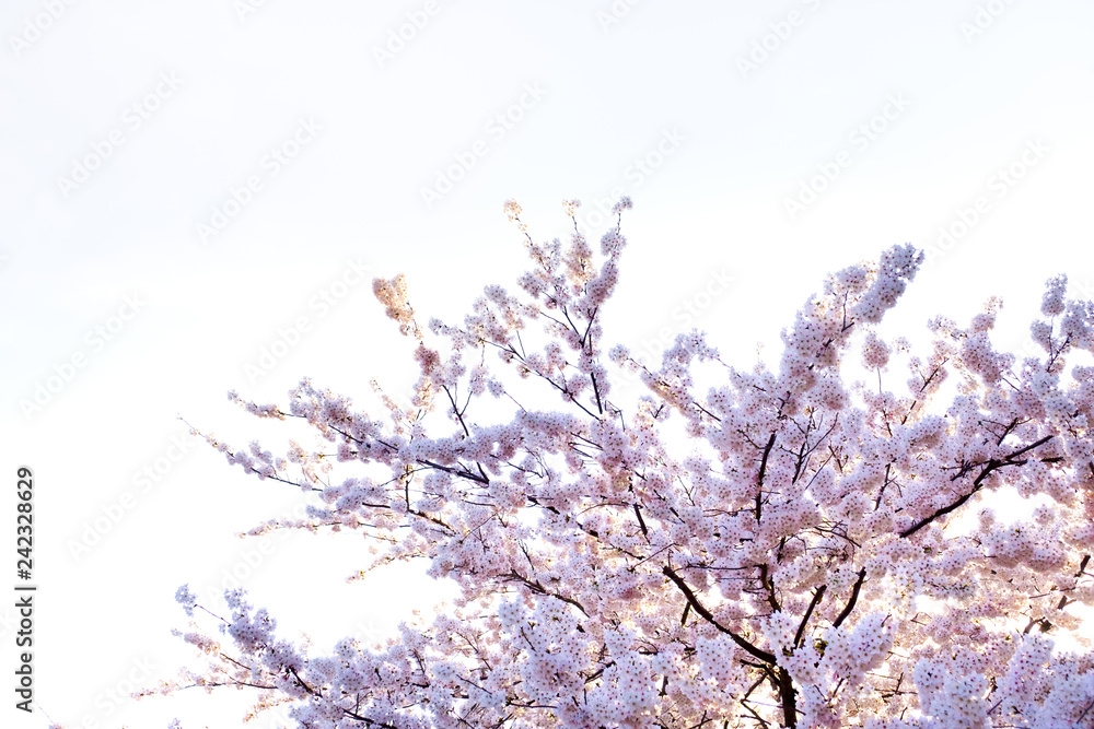 Sakura cherry blossoms branches against white isolated sky background, sun shine to sakura branches look warm to soft pink color in spring season in morning ,Japan. Sakura cherry blossoms branches against white isolated sky background, sun shine to sakura branches look warm to soft pink color in spring season in morning ,Japan.
