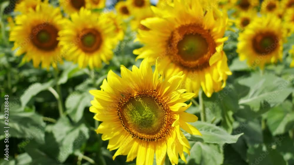 Sunflower blown with natural wind. Sunflower blown with natural wind.