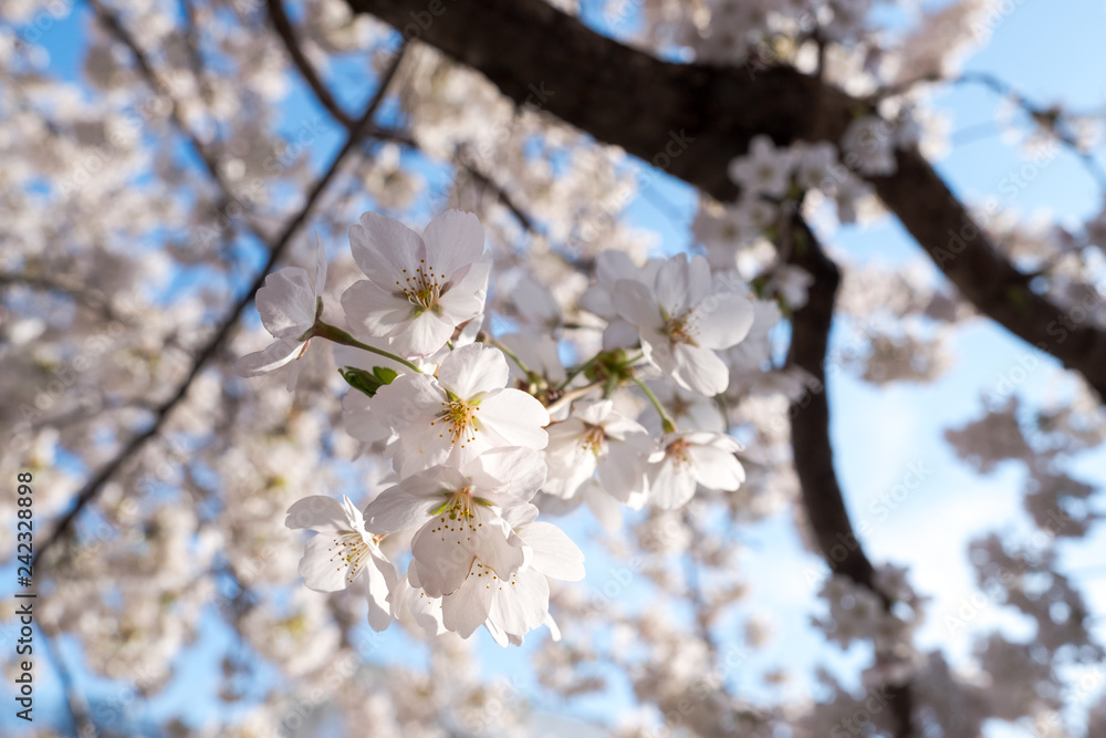 Sakura cherry blossom branch in pink color on sakura trunk background in spring,Japan. Sakura cherry blossom branch in pink color on sakura trunk background in spring,Japan.