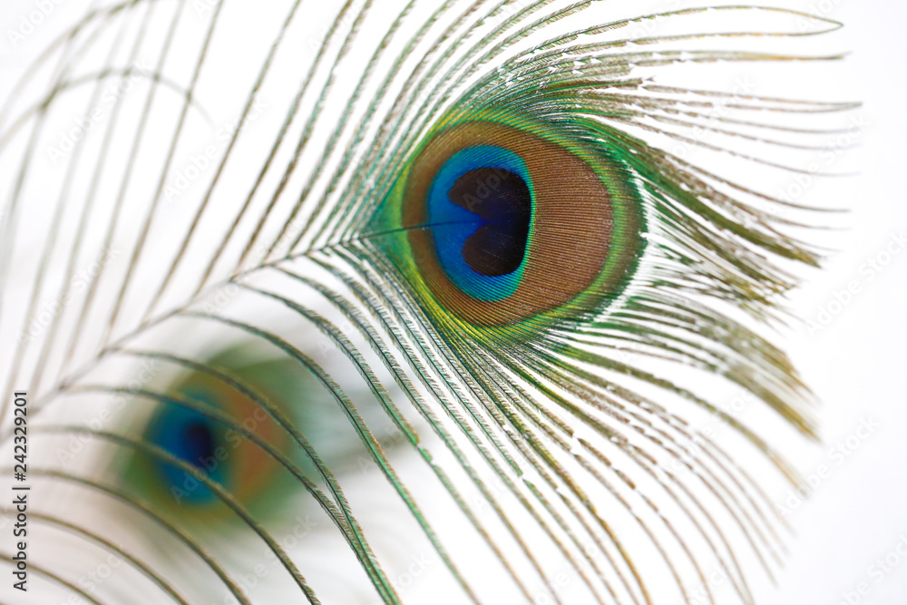 Obraz premium Close-up of peacock feather