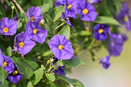 Cyprus summer flower