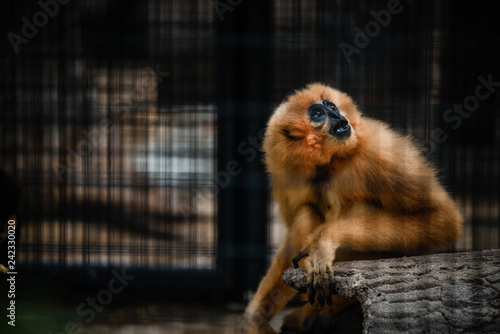  A yellow monkey in a black cage in a zoo. Monkey looks sad and lonely in a cage alone, he looking out of the cage. Description © WIRAWAN