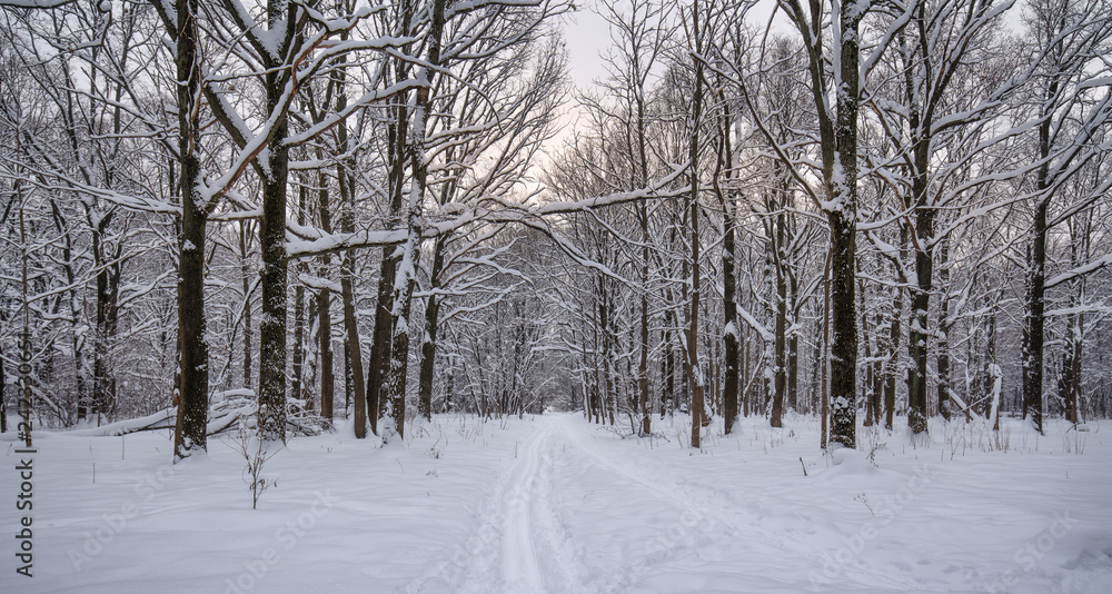 Fototapeta premium After snow storm