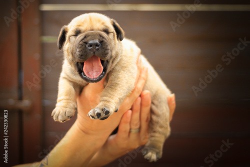 Boerboel puppy. South African bulldog.