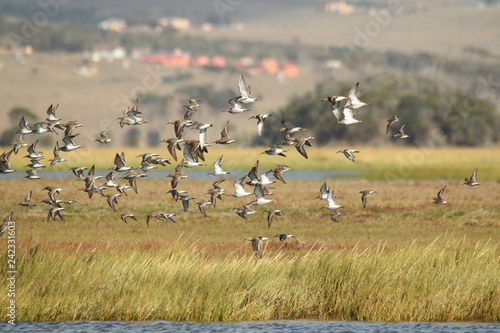 Migrant waders in flight over an estuary in southern Africa where they spend summer. © Lynette