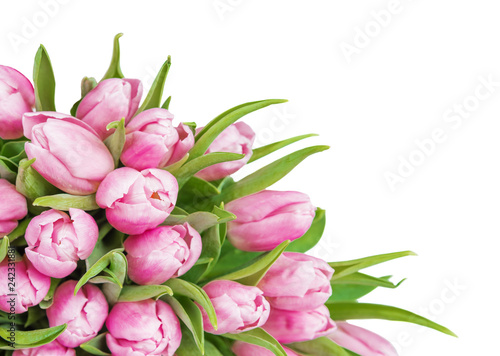 Pink tulips flowers © epitavi
