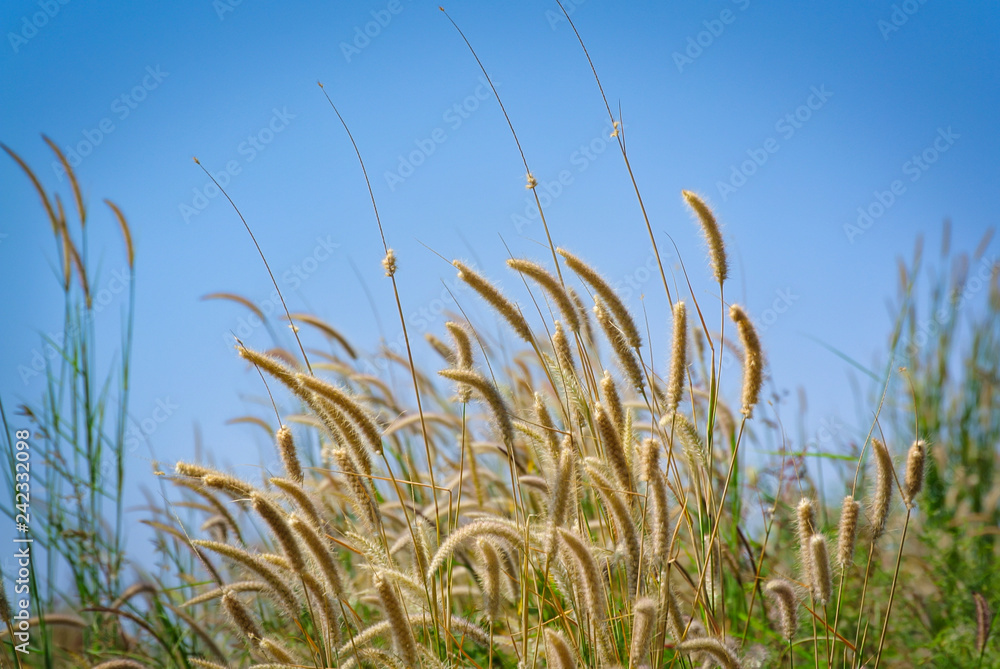 Low Angle View of Fresh Palea Plants Against Blue Sky Low Angle View of Fresh Palea Plants Against Blue Sky