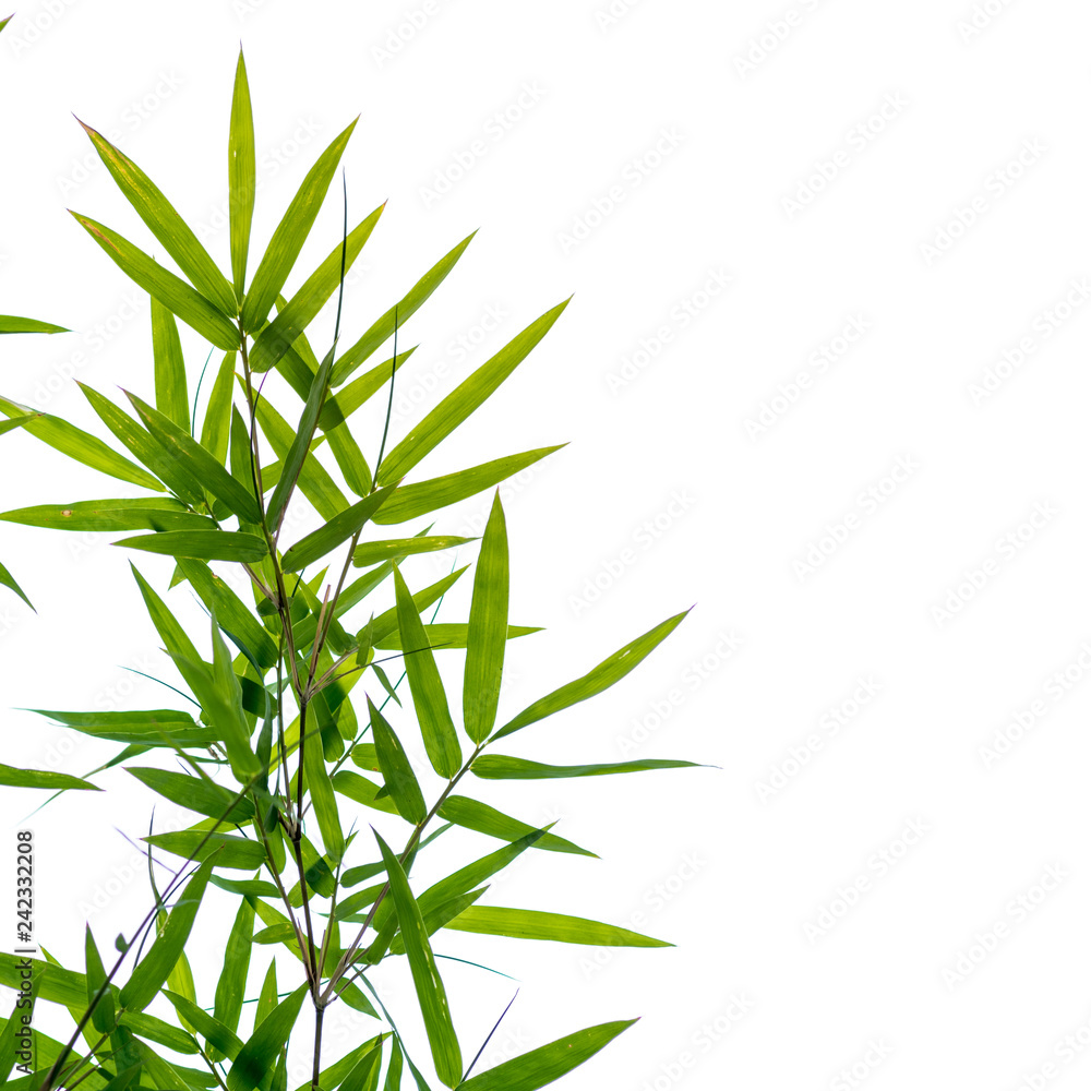 bamboo leaves on a white background bamboo leaves on a white background