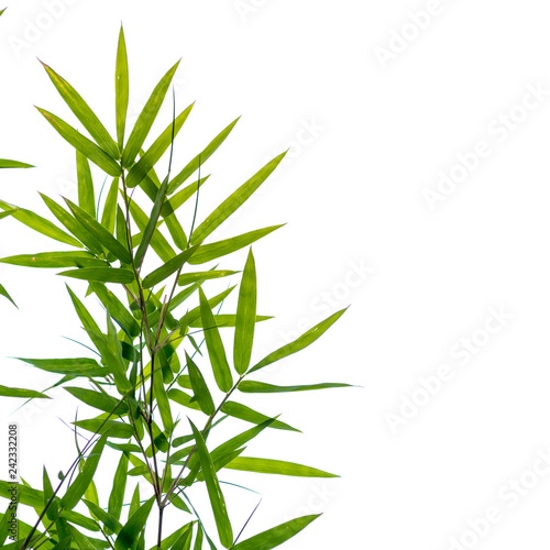 bamboo leaves on a white background