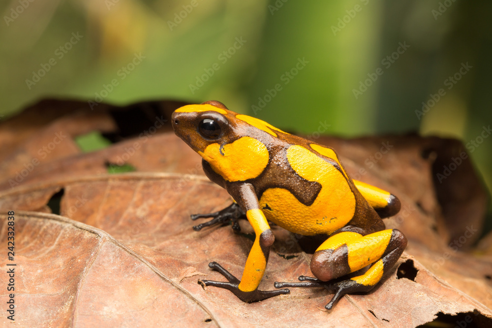 Fototapeta premium yellow and brown harlequin poison dart frog, this small dartfrog is an animal from the rain forest of COlombia