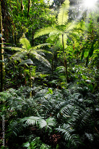 Tropical tree fern in Colombian Amazon rain forest
