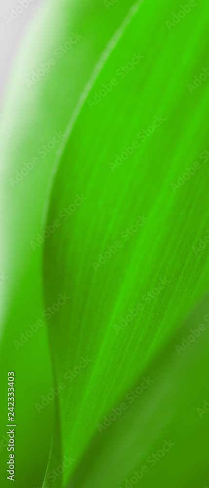 green leaf close-up, close-up shot of beautiful curves plants green leaf close-up, close-up shot of beautiful curves plants