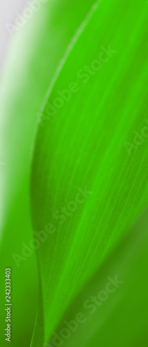 green leaf close-up, close-up shot of beautiful curves plants