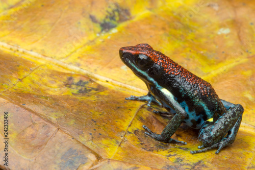 dart frog Ameerega bilinguis a small dendrobatidae from the tropical Amazon rain forest of Colombia and Ecuador; photo