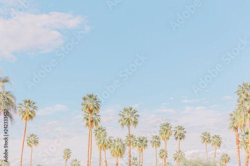 Palm trees in Palm Springs