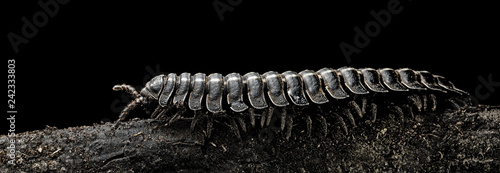 Millipede a small tropical athropode millipedes have one thousand leggs crawling at night in the Amazon rain forest photo